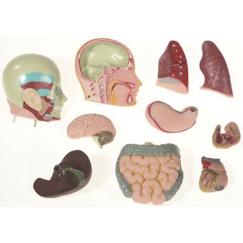 Kit d'anatomie - Image 2