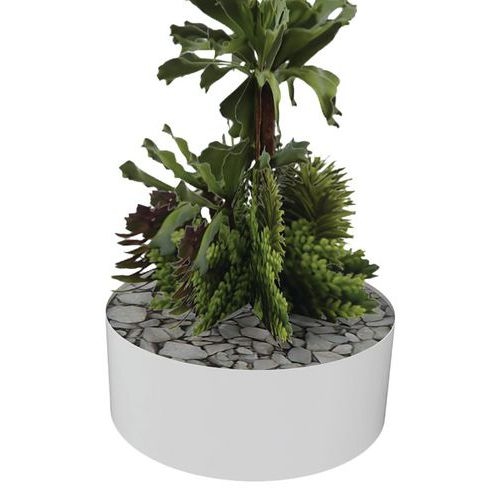 Composition SUCCULENTE 2 - Image 2