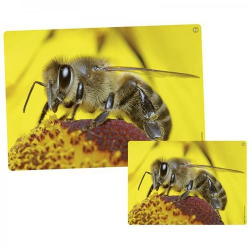 Imagier sonore des animaux - Image 3