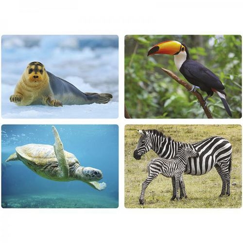Imagier photos - Les animaux - Image 3