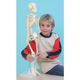 Le squelette humain, taille 80 cm - Image principale