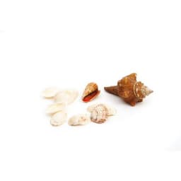 Filet 400 g coquillages assortis - Image 3