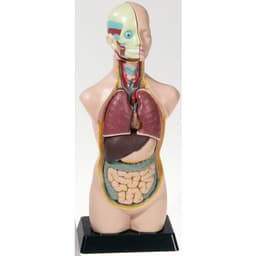Kit d'anatomie - Image principale