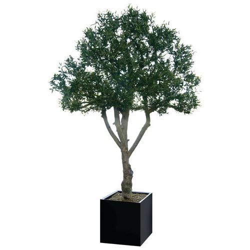 Arbre feuillages OLIVIER - Image principale